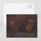 Zwei Owls auf Sand Postkarte (Vorne/Hinten)