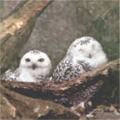 Zwei Owls Aufkleber (Vorderseite)