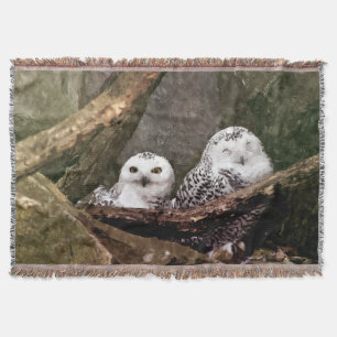 Zwei Owls Decke