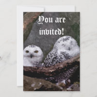 Zwei Owls