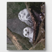 Zwei Owls Fotoplatte (Vorderseite)