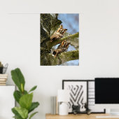 Zwei Owls im Wald, Vögel, Wild Poster (Heimbüro)