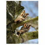 Zwei Owls im Wald, Vögel, Wildtiere Cutout Fotoskulptur Ornament<br><div class="desc">Eulen sind Vögel der Ordnung Strigiformes, die etwa 200 Arten von überwiegend einsamen und nächtlichen Greifvögeln umfasst, die durch eine aufrecht stehende Haltung, einen großen, breiten Kopf, binokuläre Sicht, binaurisches Hören, scharfe Talone und Federn charakterisiert sind, die für leisen Flug geeignet sind. Dieses Bild ist in Creative Commons CC BY-SA...</div>