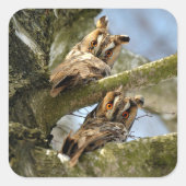 Zwei Owls im Wald, Vögel, Wildtiere Platz Stic Quadratischer Aufkleber (Vorderseite)
