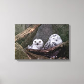 Zwei Owls Leinwanddruck (Vorderseite)