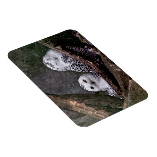 Zwei Owls Magnet (Rechte Seite)