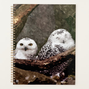 Zwei Owls Planer