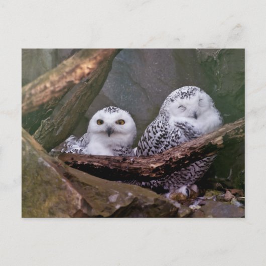 Zwei Owls Postkarte (Vorderseite)