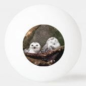 Zwei Owls Tischtennisball (Vorderseite)