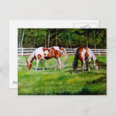 Zwei Paint Horses Weiden Postkarte (Vorne/Hinten)