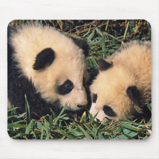 Zwei Panda-Sträucher im Bambusstrauch, Wolong, Mousepad (Vorne)