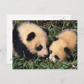 Zwei Panda-Sträucher im Bambusstrauch, Wolong, Postkarte (Vorne/Hinten)