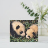 Zwei Panda-Sträucher im Bambusstrauch, Wolong, Postkarte (Stehend Vorderseite)