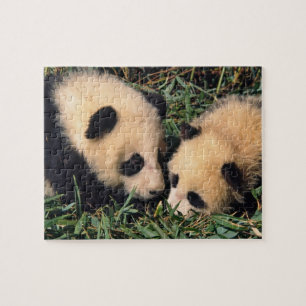 Zwei Panda-Sträucher im Bambusstrauch, Wolong, Puzzle