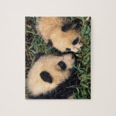 Zwei Panda-Sträucher im Bambusstrauch, Wolong, Puzzle (Vertikal)