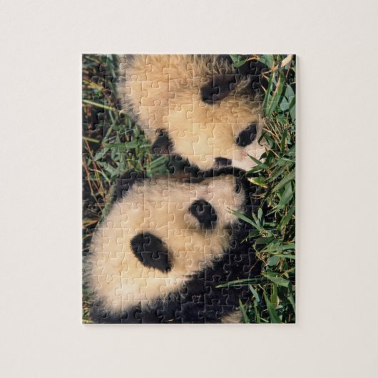 Zwei Panda-Sträucher im Bambusstrauch, Wolong, Puzzle (Vertikal)