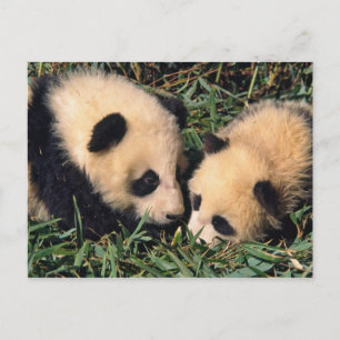 Zwei Pandajunge im Bambusdickicht, Wolong, Postkarte