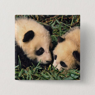 Zwei Pandajunge im Bambusgebüsch, Wolong, Button