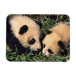 Zwei Pandajunge im Bambusgestrüpp, Wolong, Magnet