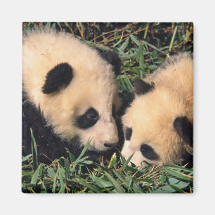 Zwei Pandajunge im Bambusgestrüpp, Wolong, Magnet