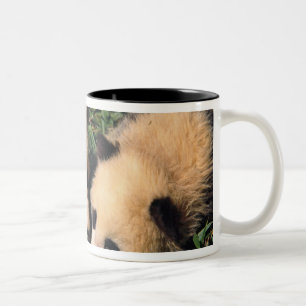 Zwei Pandajunge im Bambusgestrüpp, Wolong, Zweifarbige Tasse