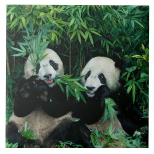 Zwei Pandas, die zusammen Bambus, Wolong, 2 essen Fliese