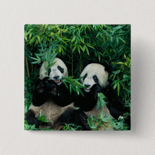 Zwei Pandas essen gemeinsam Bambus, Wolong Button