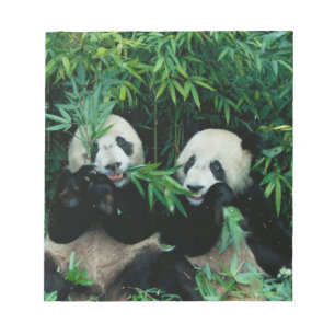 Zwei Pandas essen gemeinsam Bambus, Wolong Notizblock