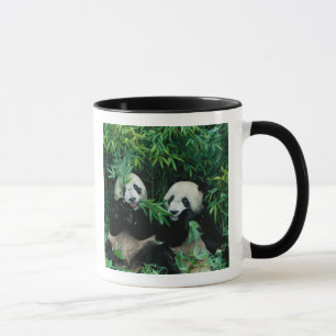 Zwei Pandas essen gemeinsam Bambus, Wolong Tasse