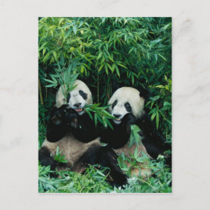 Zwei Pandas essen zusammen Bambus, Wolong, 2 Postkarte