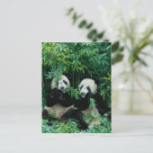 Zwei Pandas essen zusammen Bambus, Wolong, 2 Postkarte (Stehend Vorderseite)