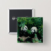 Zwei Pandas essen zusammen Bambus, Wolong Button (Vorne & Hinten)