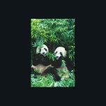 Zwei Pandas essen zusammen Bambus, Wolong Leinwanddruck<br><div class="desc">COPYRIGHT Keren Su / DanitaDelimont.com | AS07 KSU1111.jpg | Zwei Pandas essen zusammen Bambus,  Wolong,  Sichuan,  China</div>