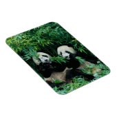 Zwei Pandas essen zusammen Bambus, Wolong Magnet (Rechte Seite)