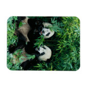 Zwei Pandas essen zusammen Bambus, Wolong Magnet (Horizontal)