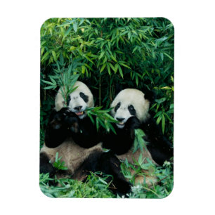 Zwei Pandas essen zusammen Bambus, Wolong Magnet