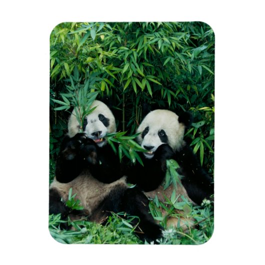 Zwei Pandas essen zusammen Bambus, Wolong Magnet (Vertikal)
