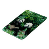 Zwei Pandas essen zusammen Bambus, Wolong Magnet (Linke Seite)