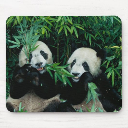 Zwei Pandas essen zusammen Bambus, Wolong Mousepad (Vorne)