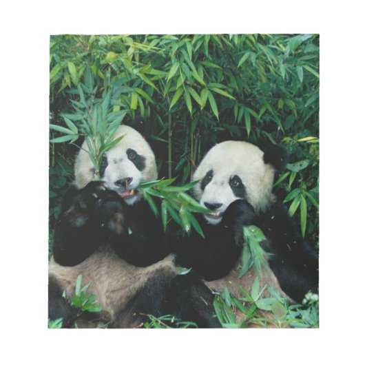 Zwei Pandas essen zusammen Bambus, Wolong Notizblock (Vorderseite)