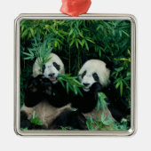Zwei Pandas essen zusammen Bambus, Wolong Ornament Aus Metall (Vorne)
