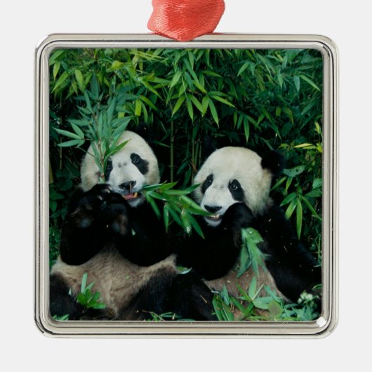 Zwei Pandas essen zusammen Bambus, Wolong Ornament Aus Metall (Vorne)