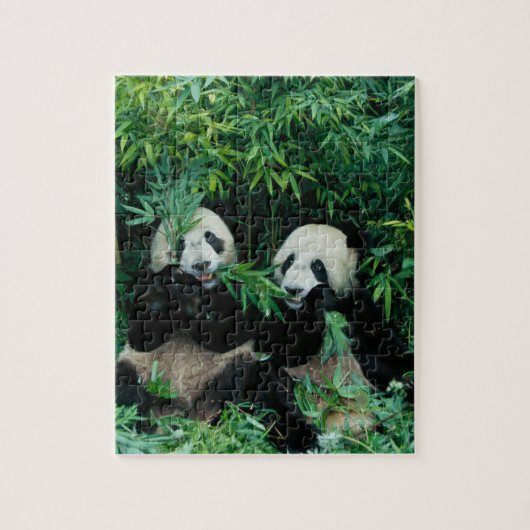 Zwei Pandas essen zusammen Bambus, Wolong Puzzle (Vertikal)