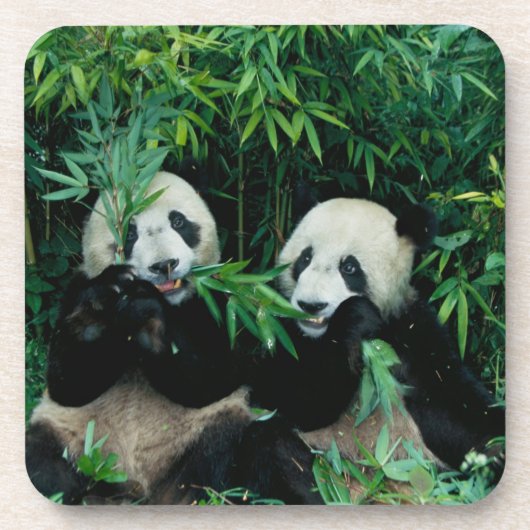 Zwei Pandas essen zusammen Bambus, Wolong Untersetzer (Vorderseite)