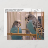 Zwei Parakets Postkarte (Vorne/Hinten)