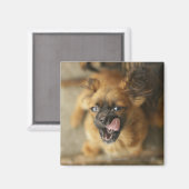 Zwei Pekingese Hunde. Magnet (Vorderseite/Rückseite)