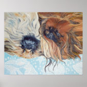 Zwei Pekingese Hunde Poster (Vorne)
