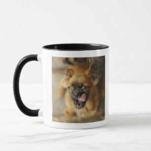 Zwei Pekingese Hunde Tasse