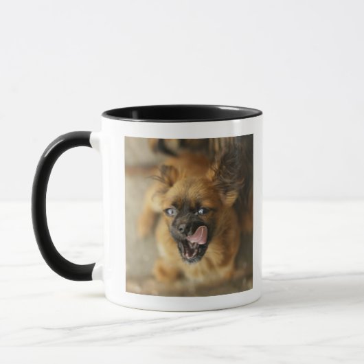 Zwei Pekingese Hunde Tasse (Links)