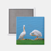 Zwei Pelikane mit Juckreiz Magnet (Vorderseite/Rückseite)